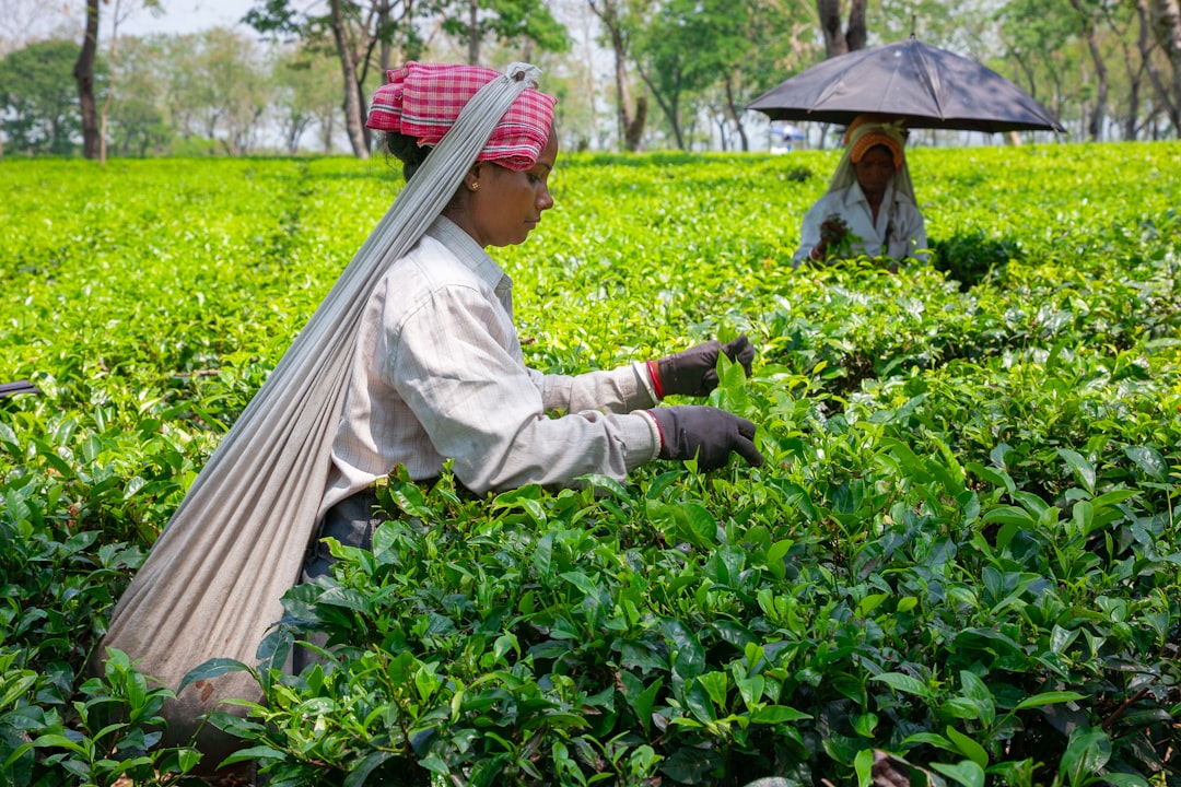 抹茶 - セレモニアル