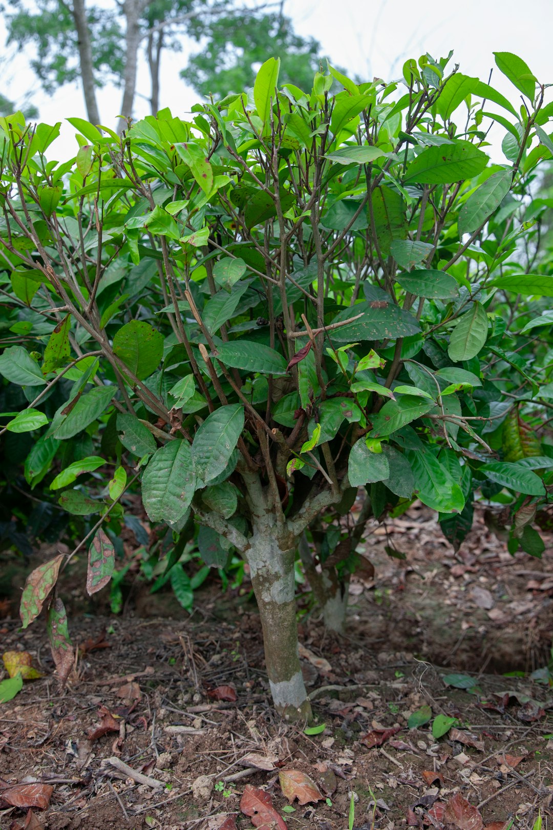 玄米茶 - バランス