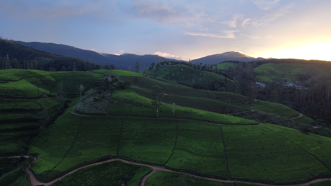 日本茶の歴史と文化